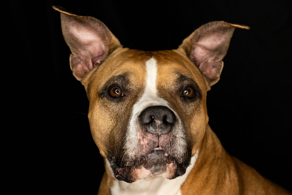 Opie