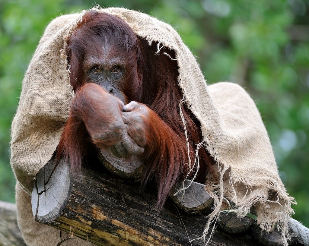 Orang Utan