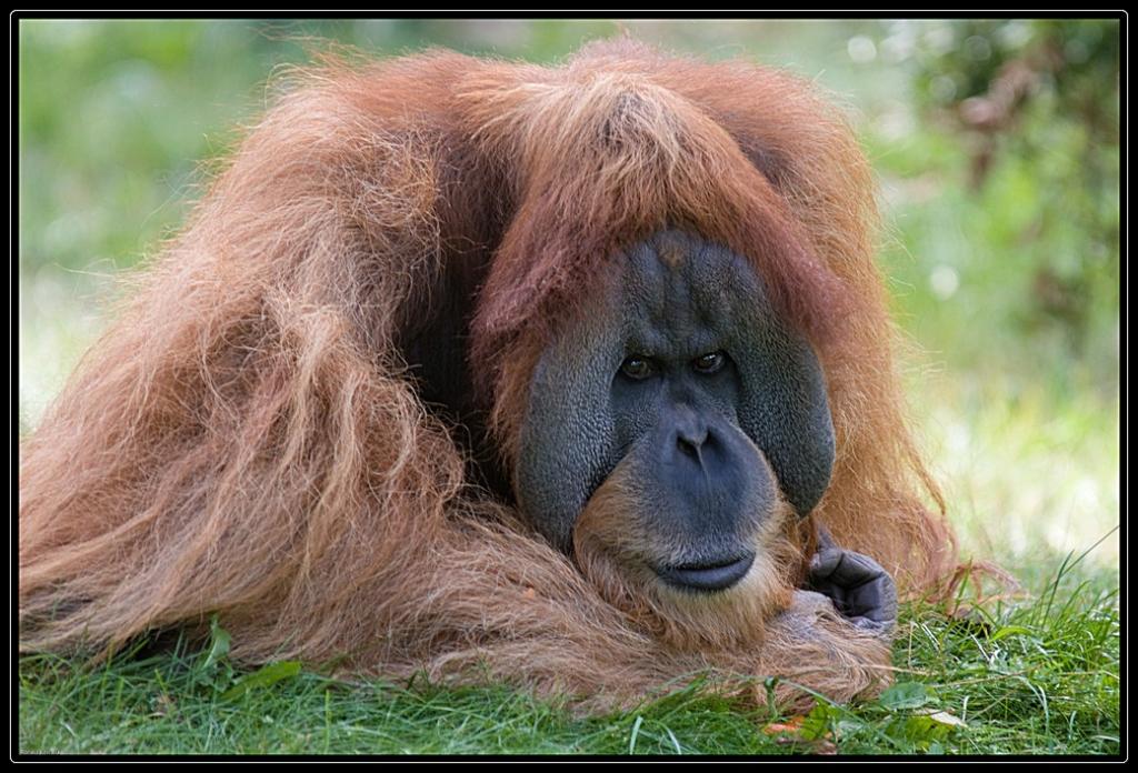 Orang Utan