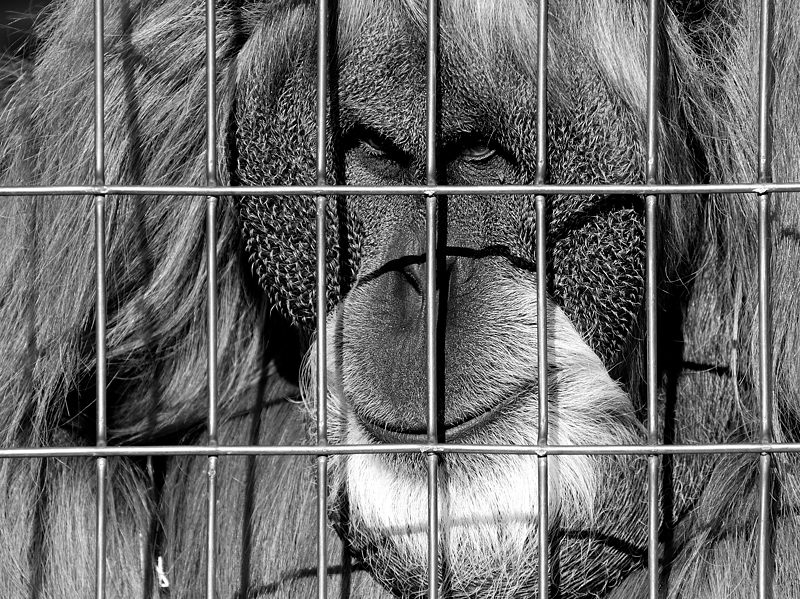 orang utan2