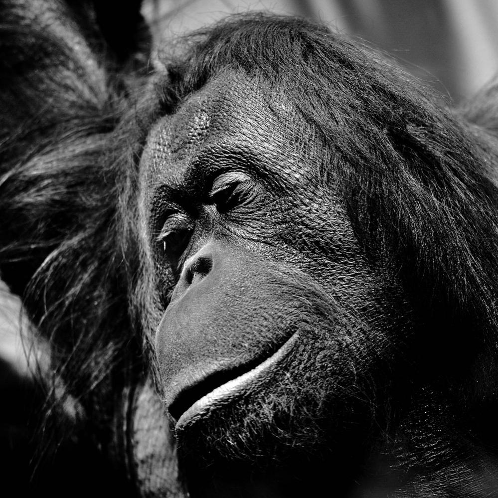 orang