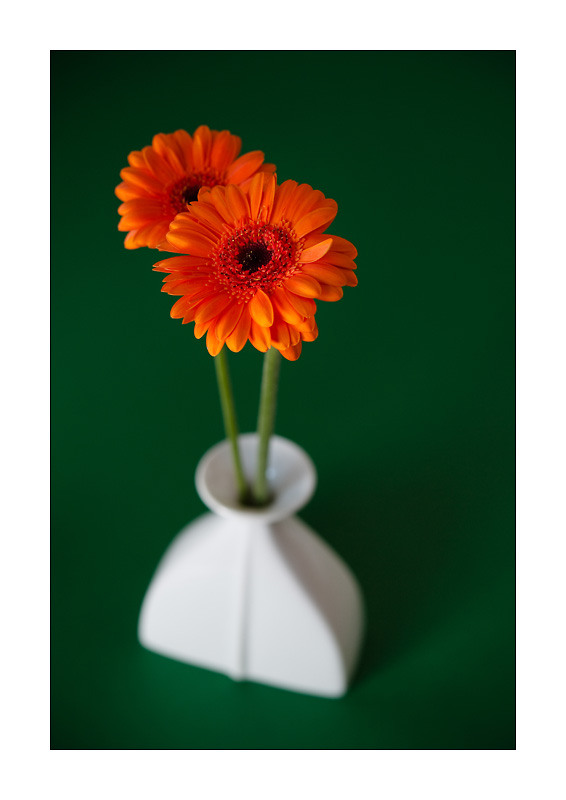 Orange Blume in weisser Vase 2