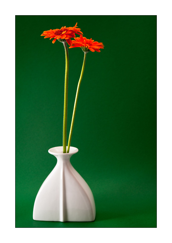 Orange Blume in weisser Vase