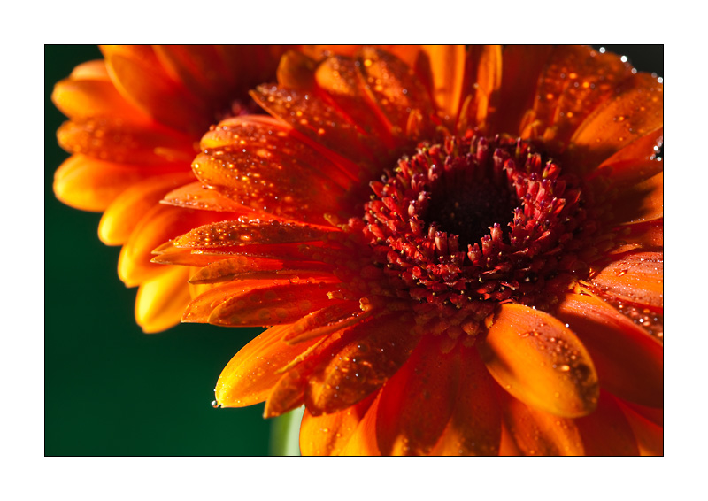 Orange Blumen 2
