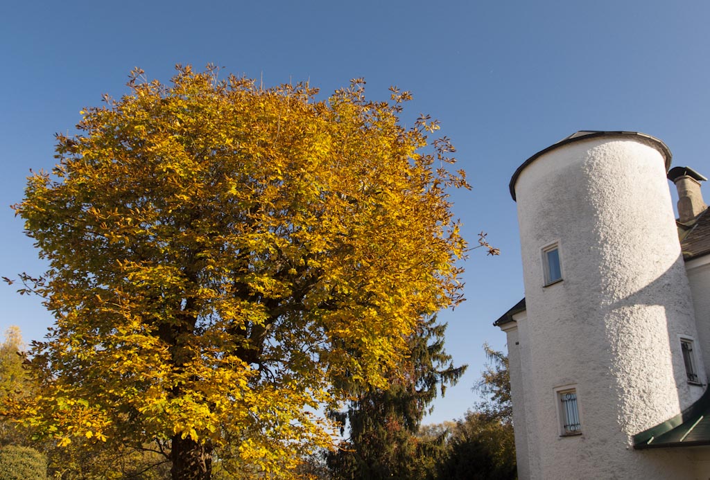 oranger Baum und Turm 2