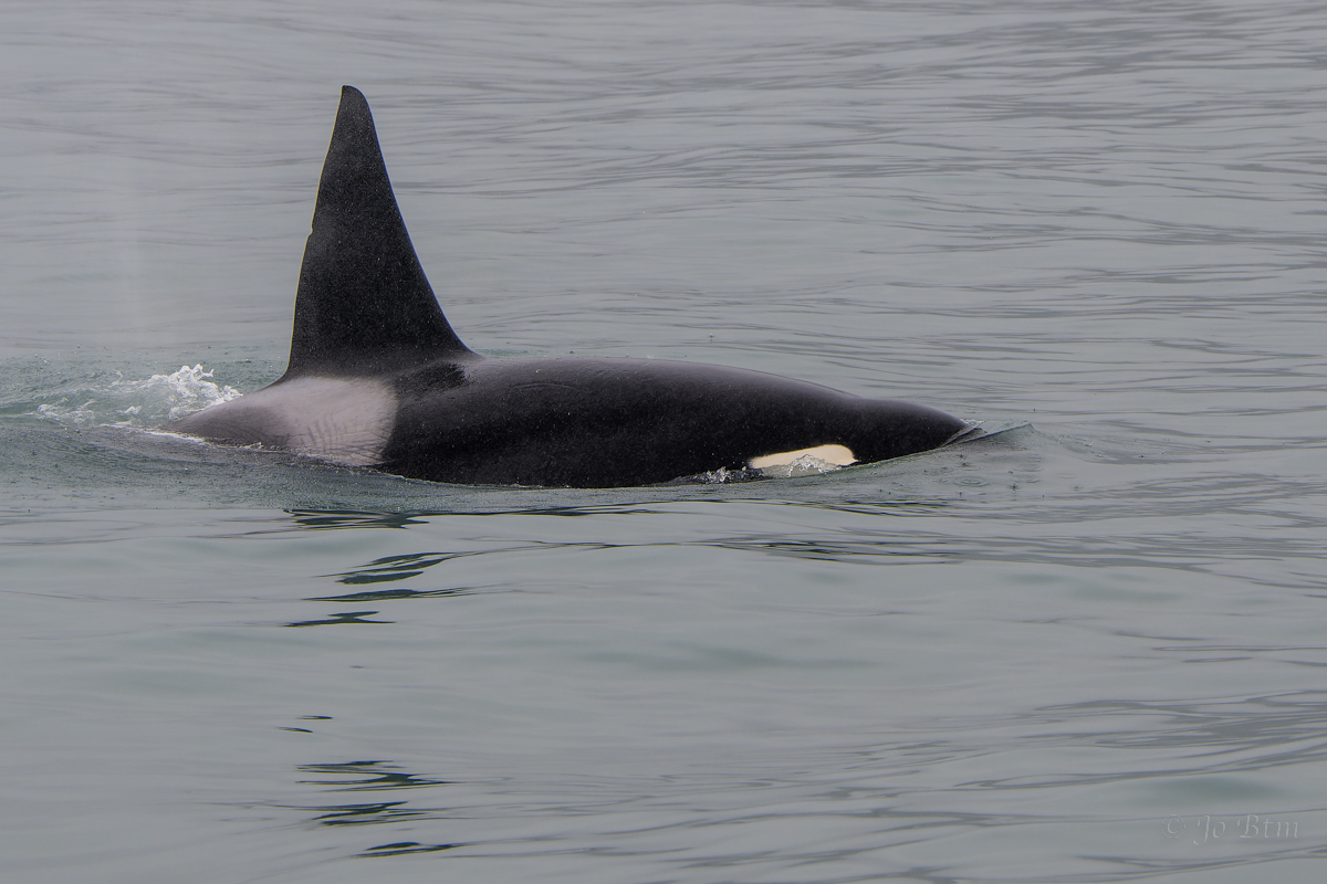 Orca.jpg