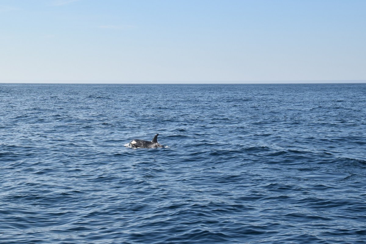 Orca