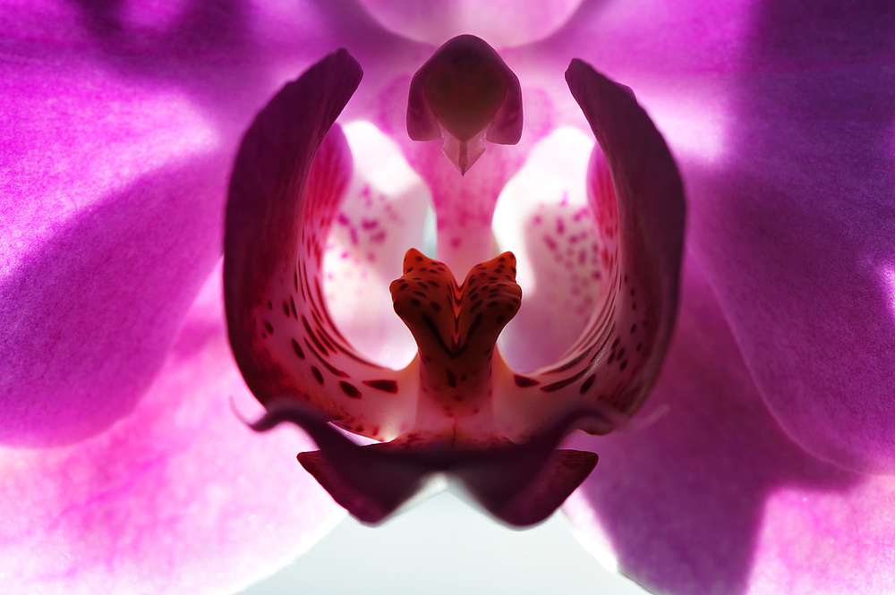 orchid1
