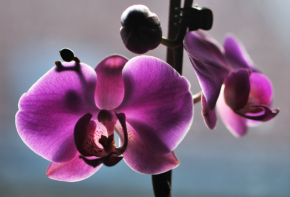 orchid2