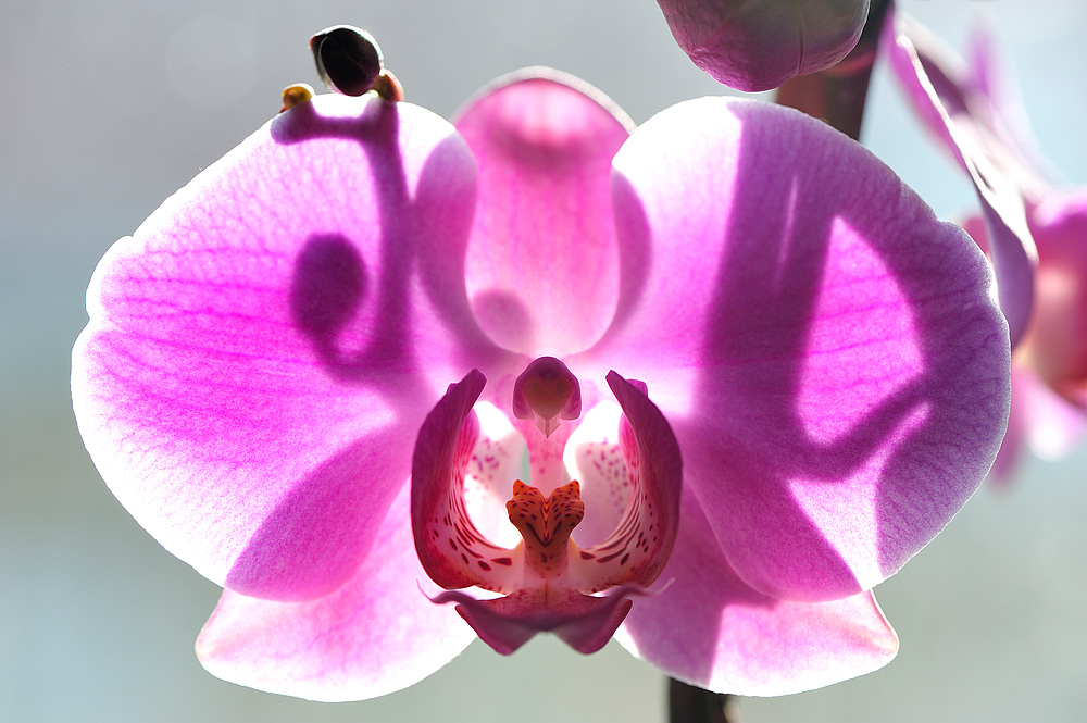 orchid3
