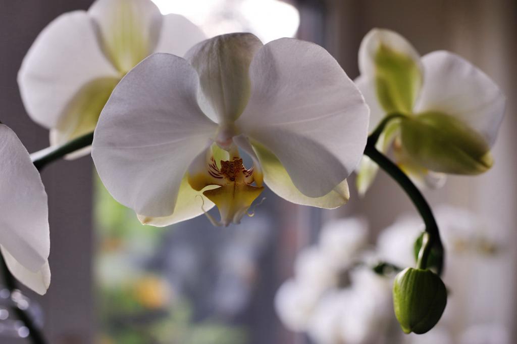 Orchide offenblende 1.4