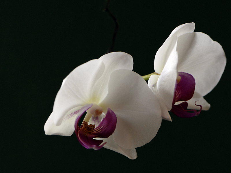 Orchidee 1