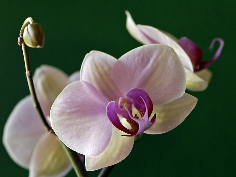 Orchidee 2