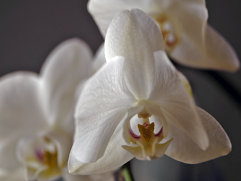 Orchidee 3