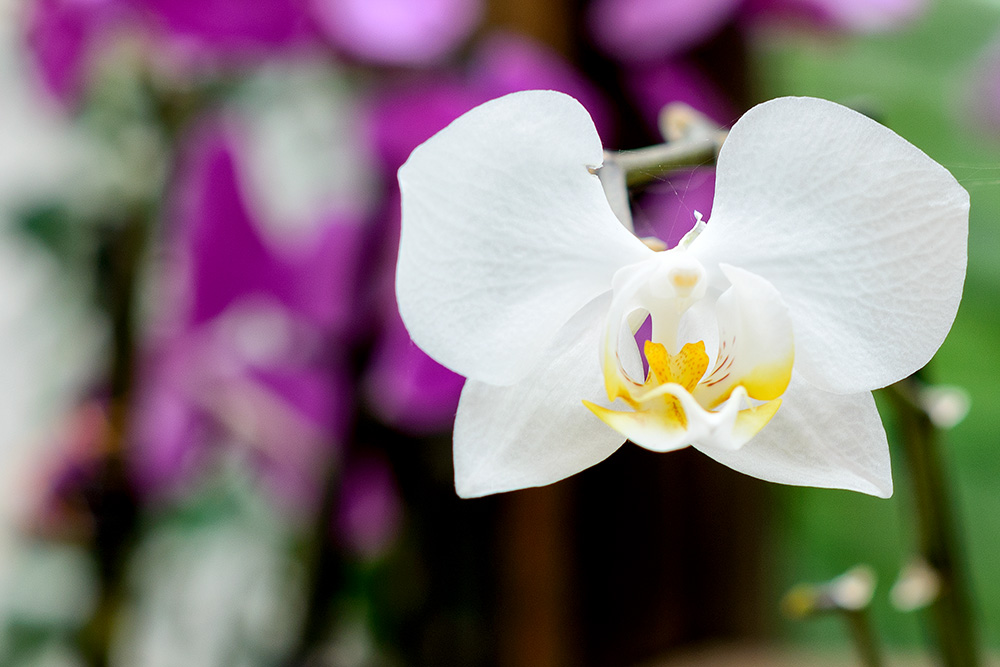 orchidee 4966