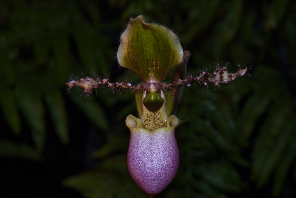 Orchidee breitet ihre Arme aus...