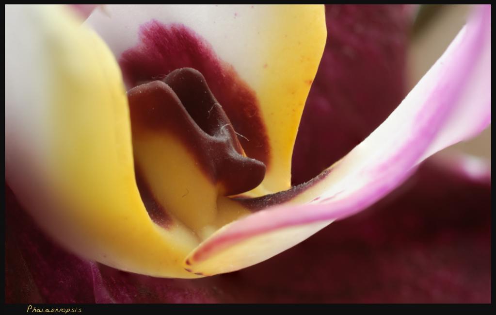 Orchidee. Eines meiner wenigen Makroversuche. Mit "Focus stacking".