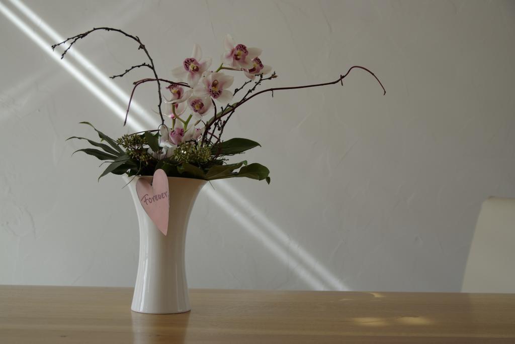 Orchidee im Sonnenstrahl...
