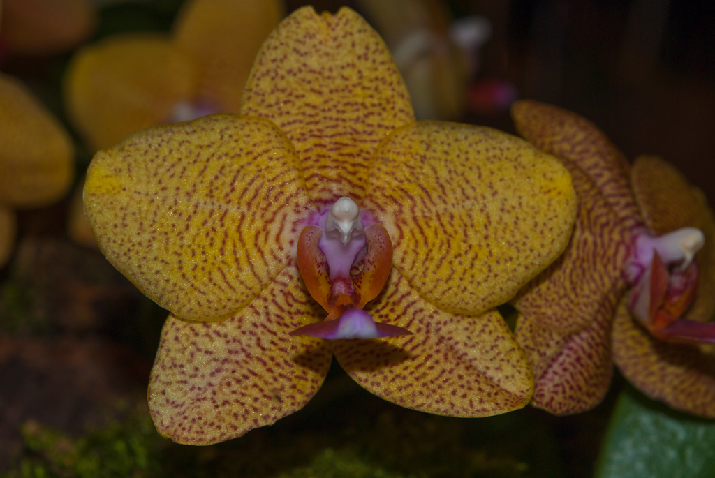 Orchidee in gelb/orange