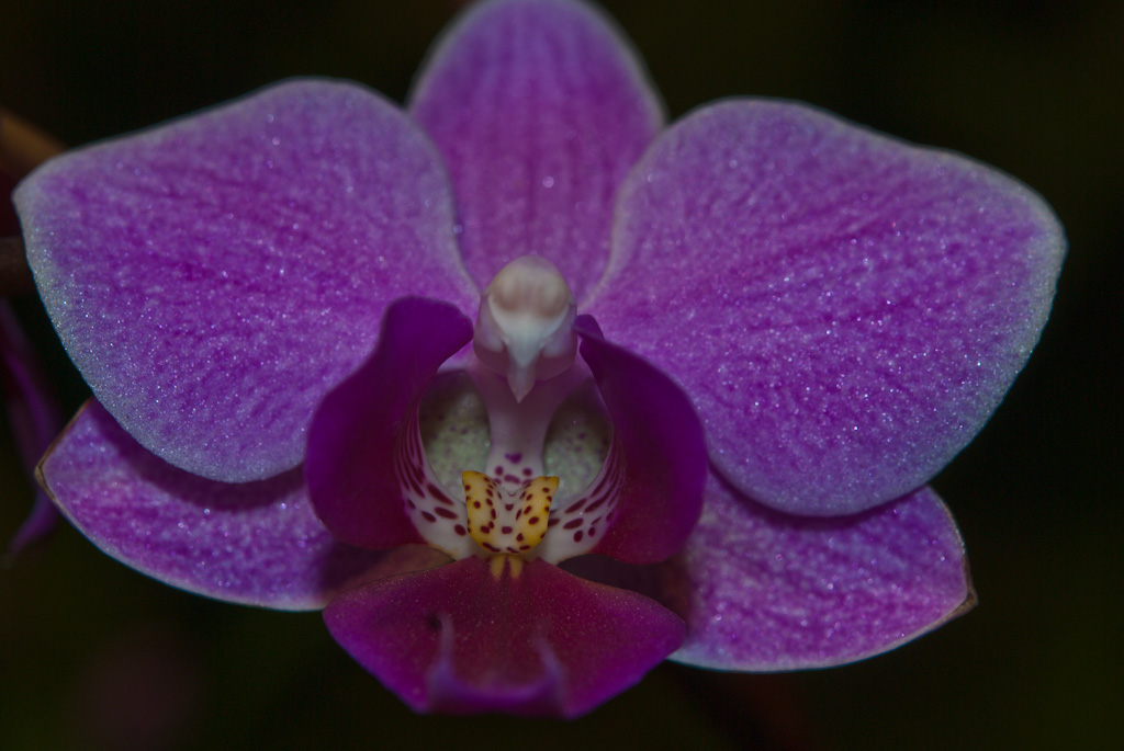 Orchidee in violet...