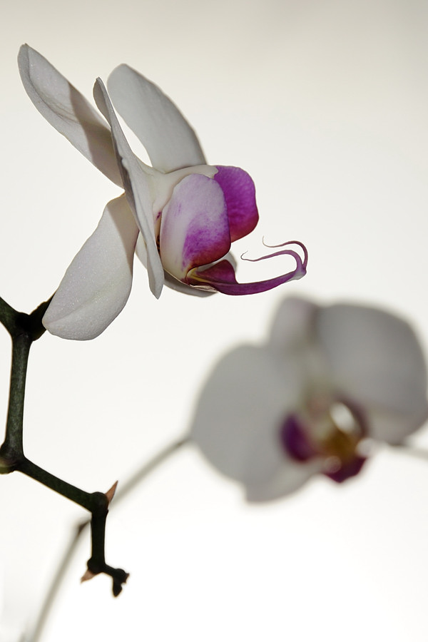 Orchidee klein 3627