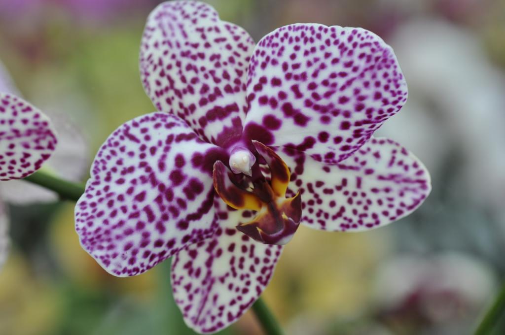 Orchidee