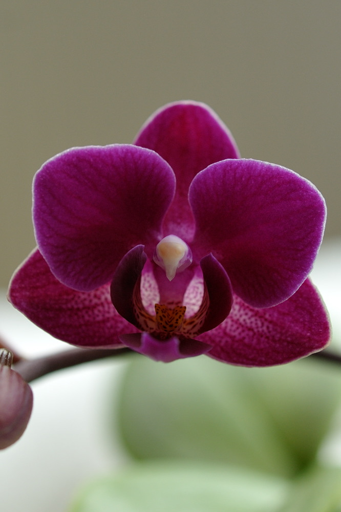 Orchidee