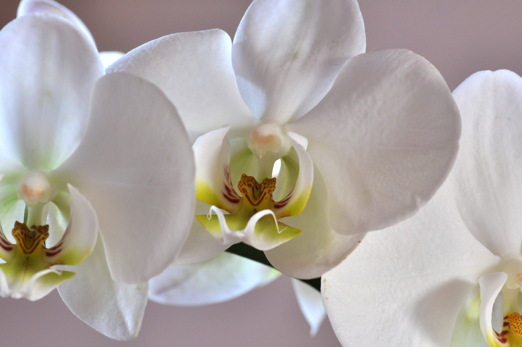 orchidee