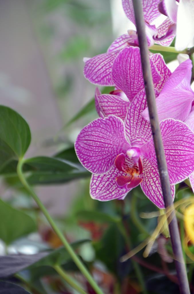 Orchidee