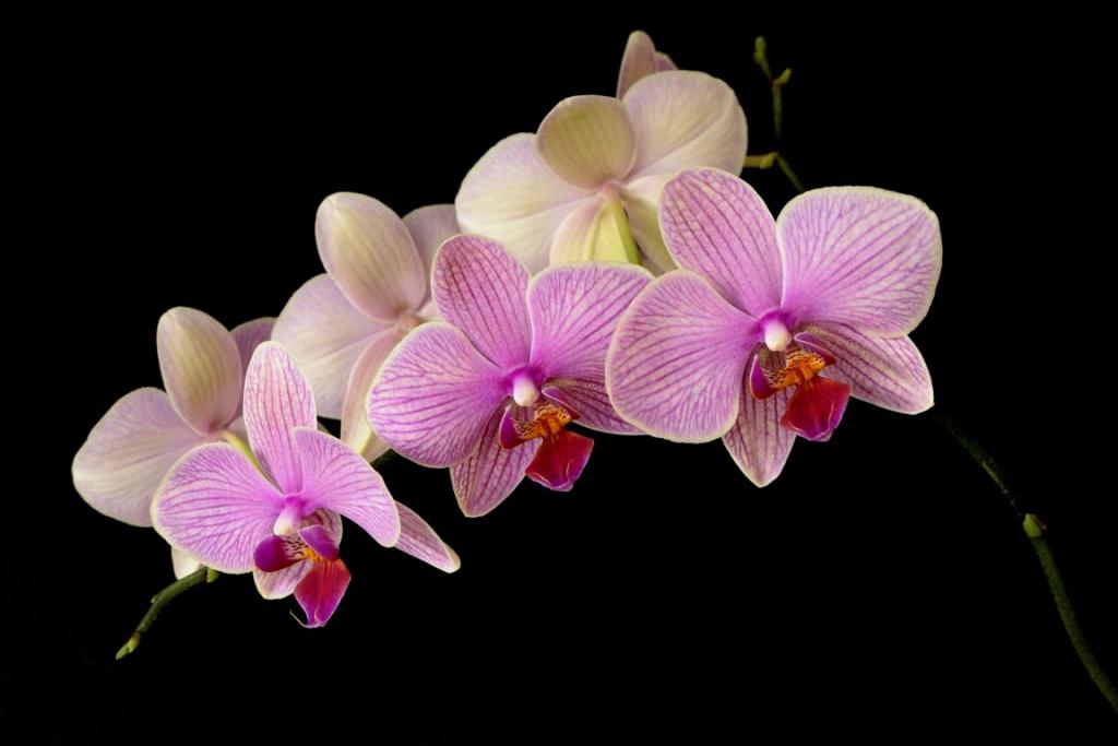 Orchidee