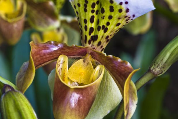 Orchidee