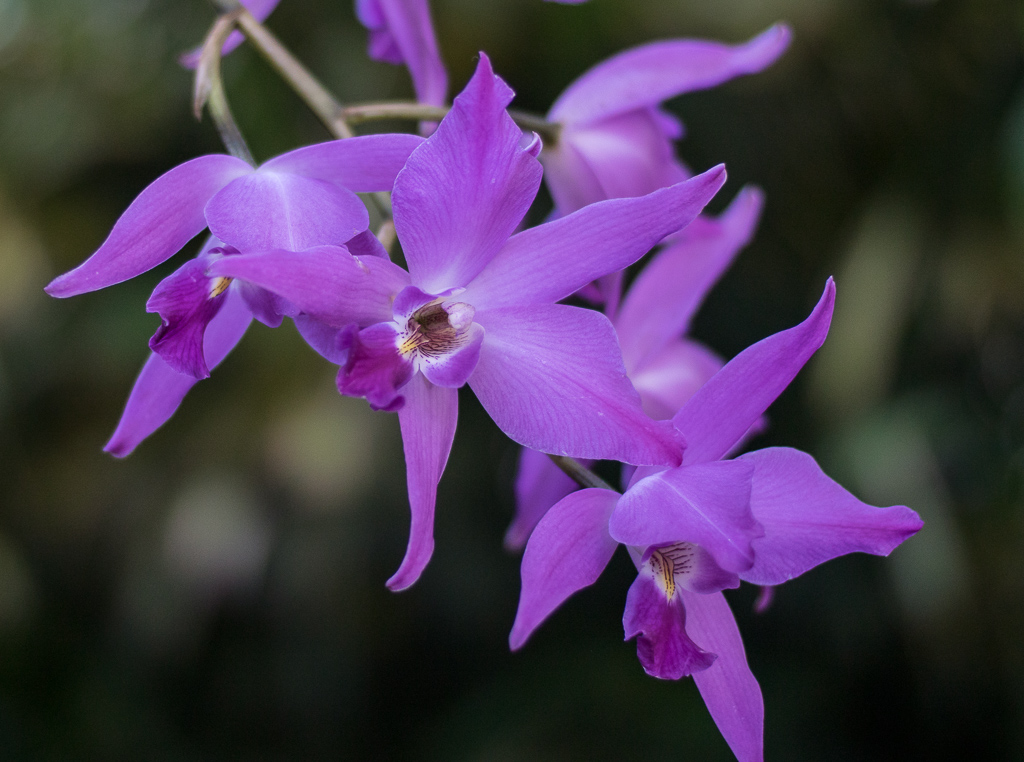 Orchidee