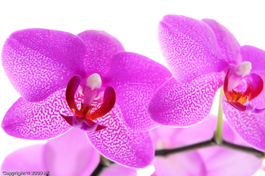 Orchidee
