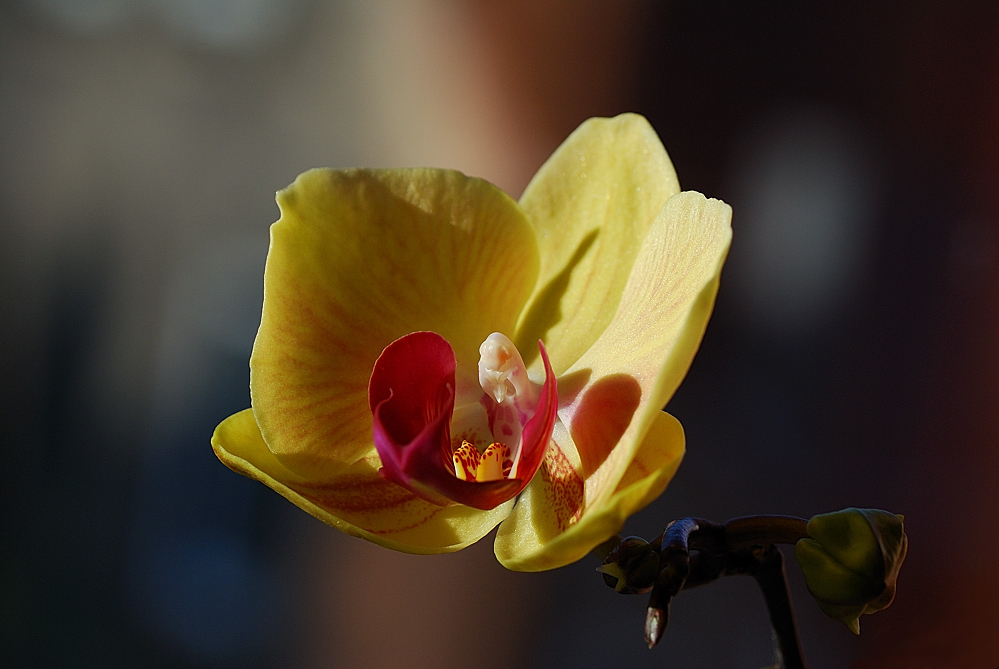 orchidee