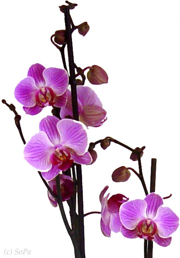 Orchidee