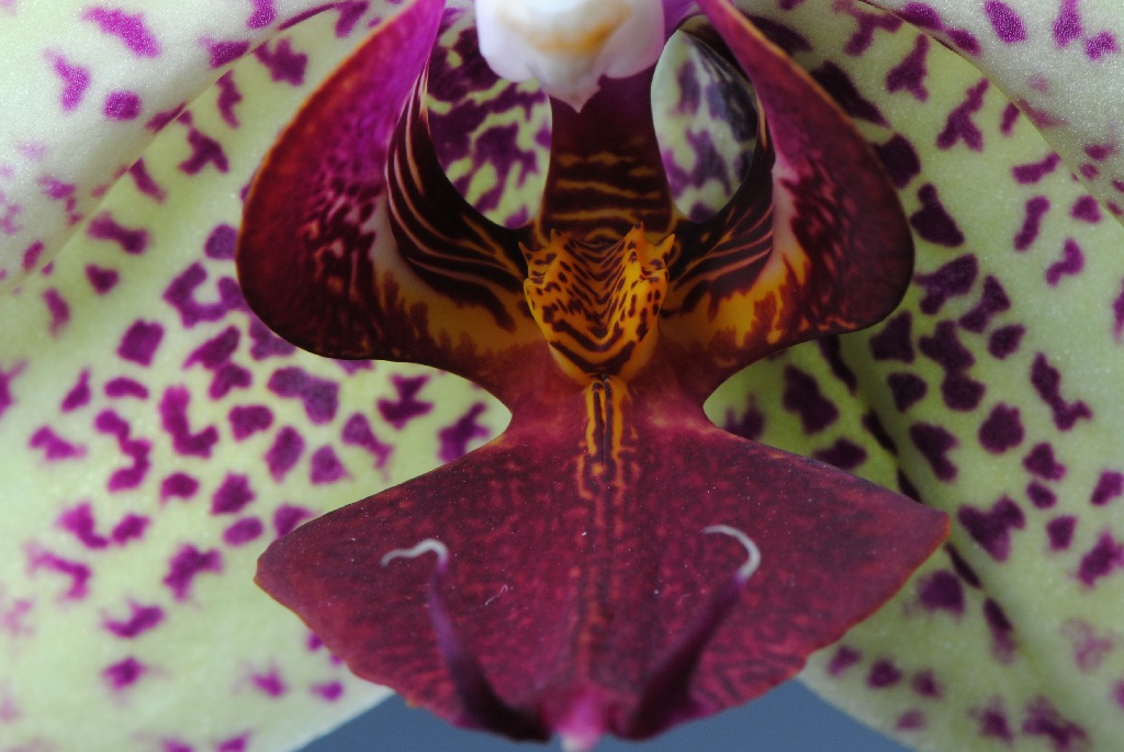 Orchidee