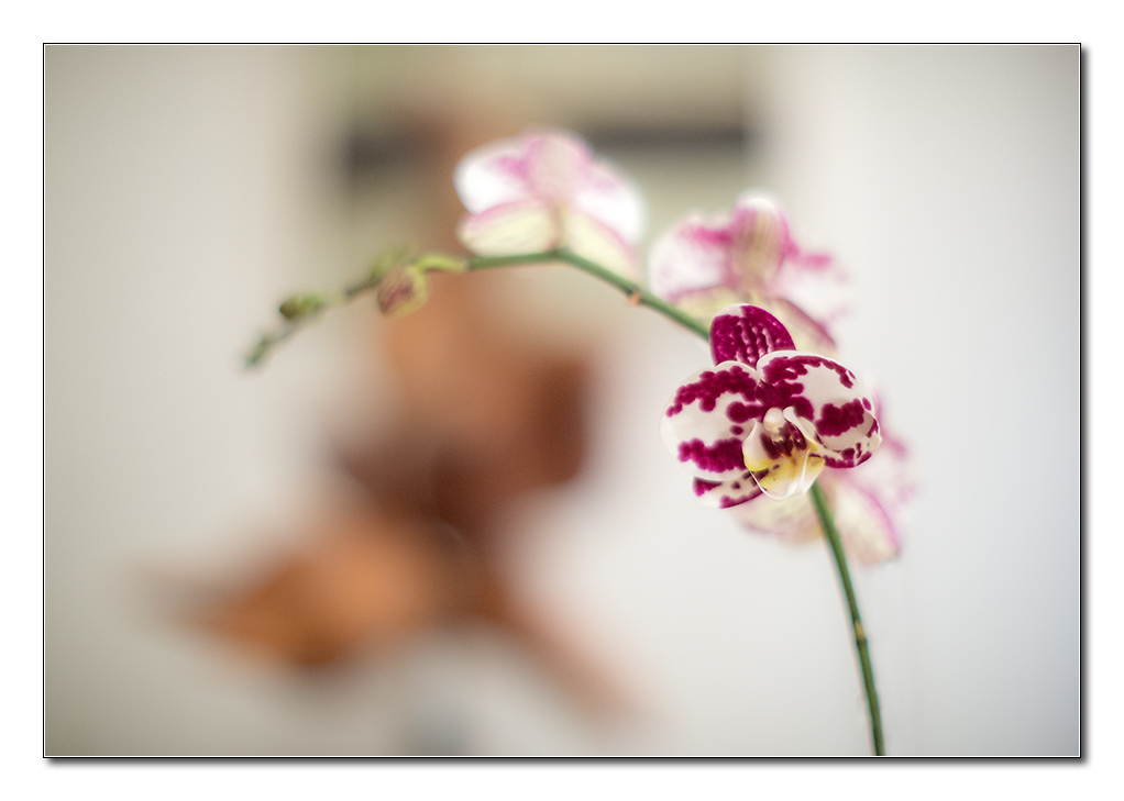 orchidee1