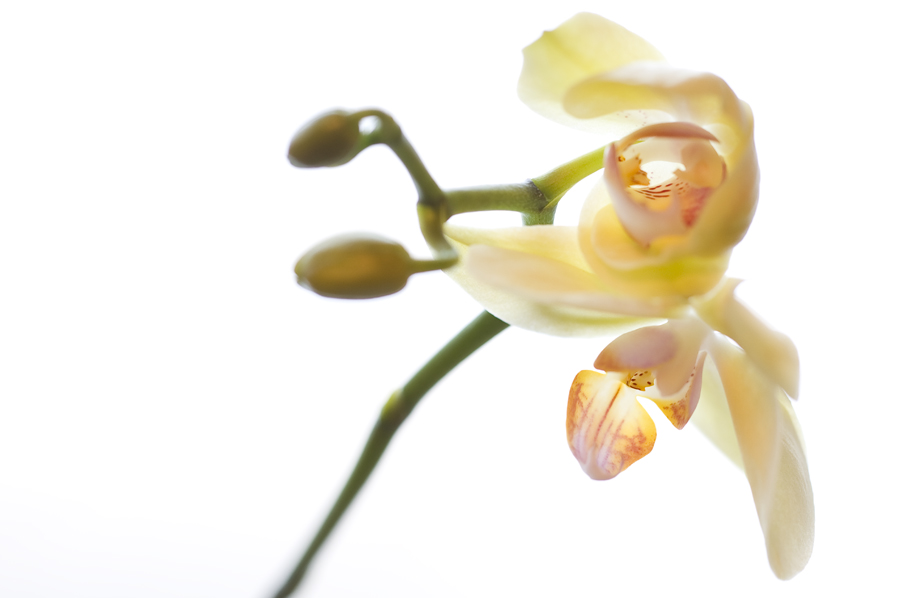 Orchidee1