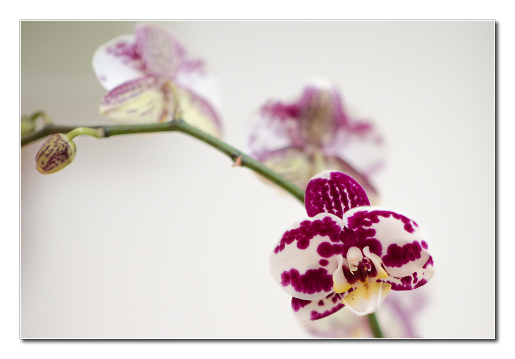 orchidee2