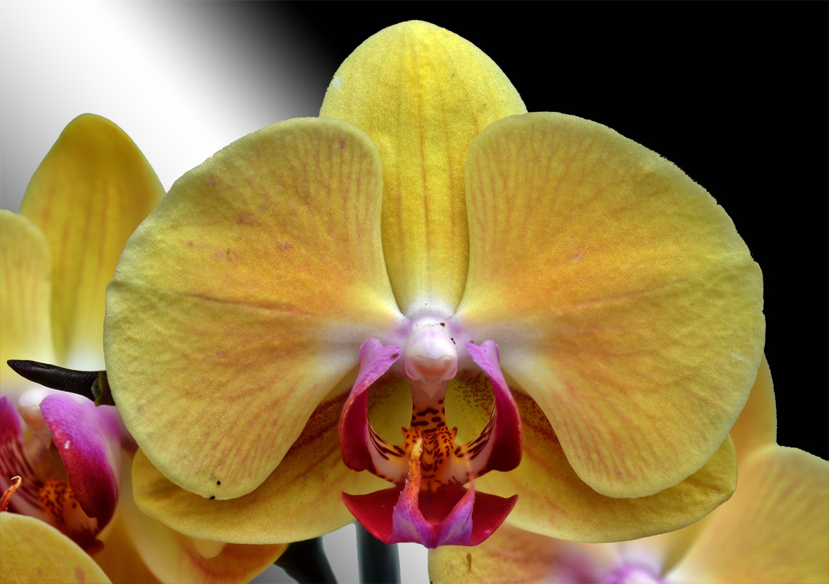 orchidee_1200.jpg