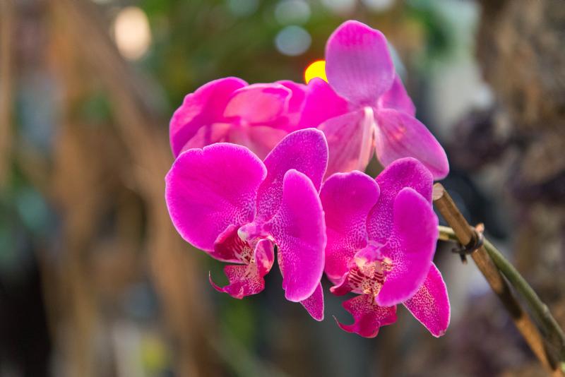 Orchideenausstellung