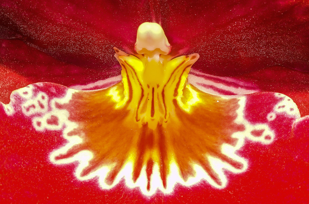 Orchideenblüte (1 von 1).JPG