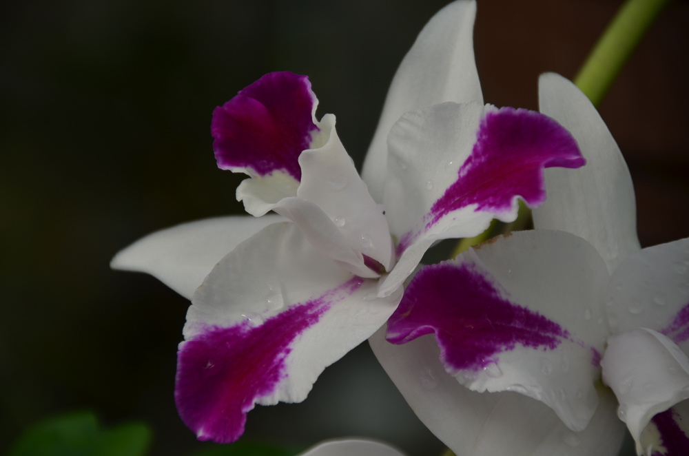 Orchideenhaus EGA Erfurt