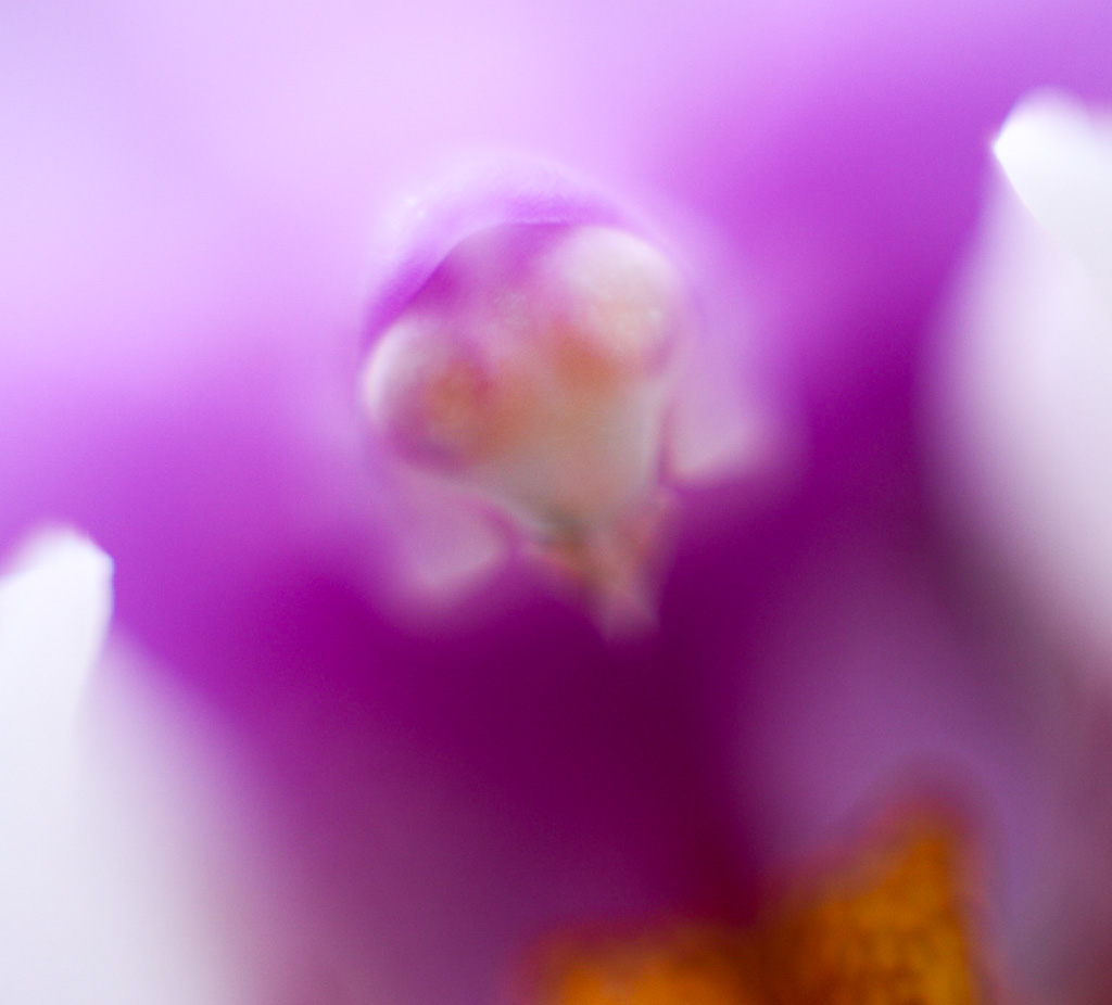 Orchideenpilot :-)