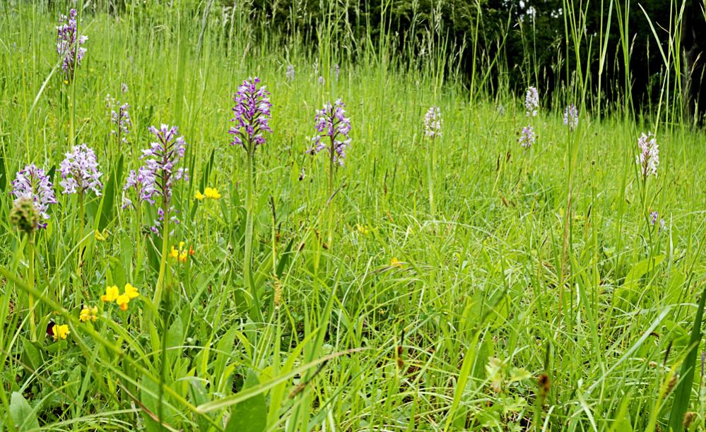 Orchideenwiese Ausschnitt
