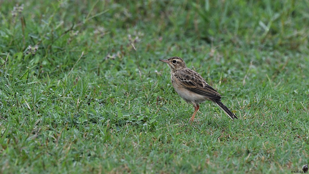 Orientspornpieper (paddyfield pipit)
Kaudulla Nationalpark

s571 Kaudulla PaddyfieldPipit 4475