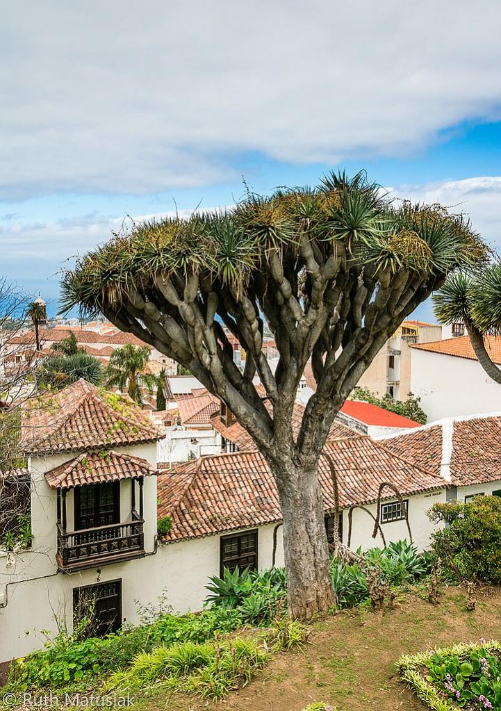 Orotava