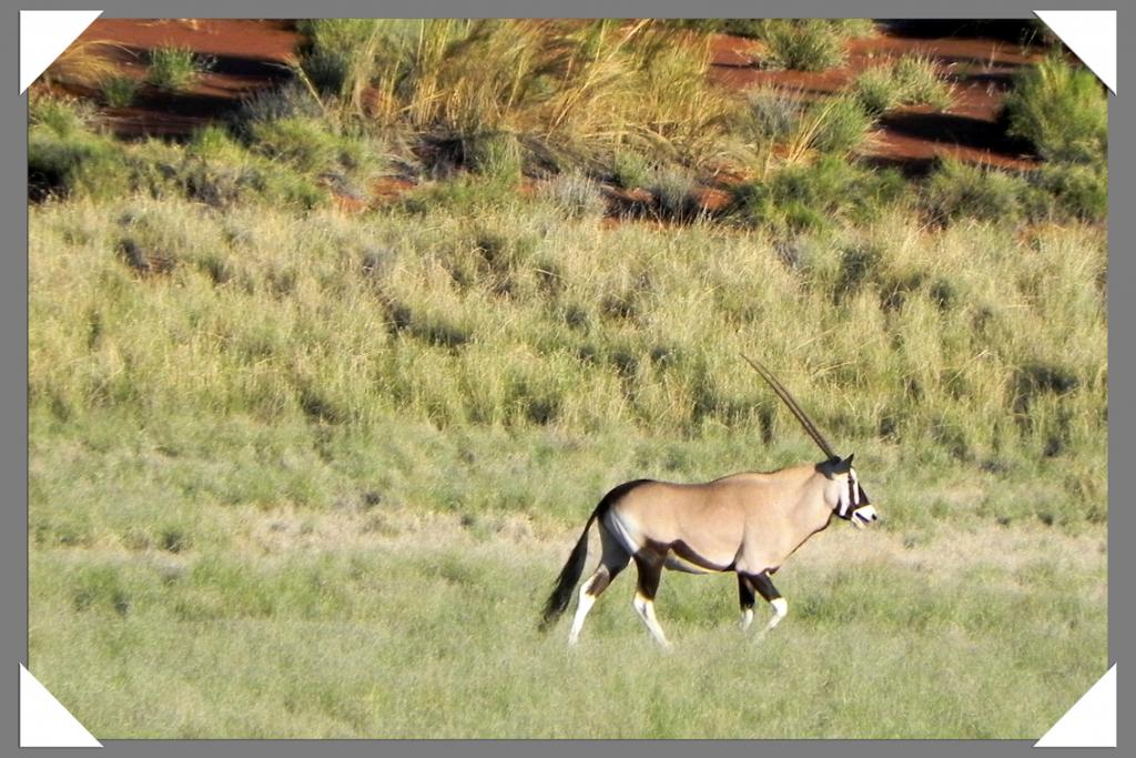 Oryx_Antilope