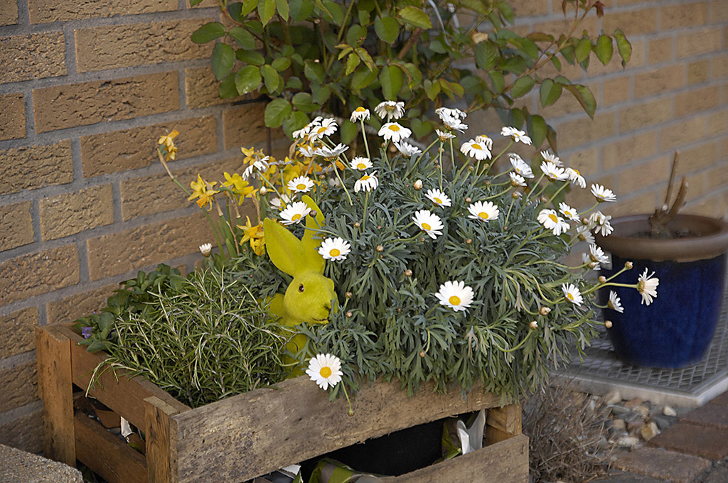 Osterhase D2X0004x