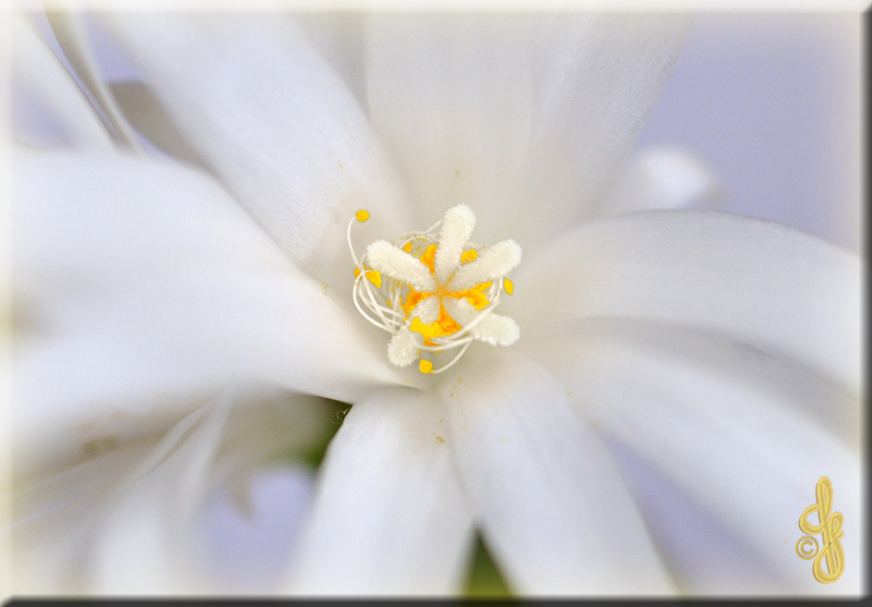 Osterkaktus Blüte